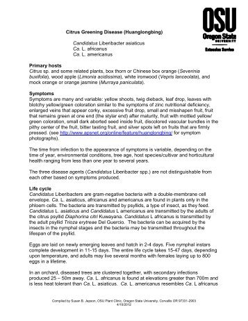 Citrus Greening Disease (Huanglongbing) - OSU Plant Clinic