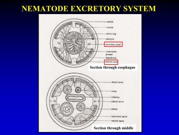 NEMATODE EXCRETORY SYSTEM