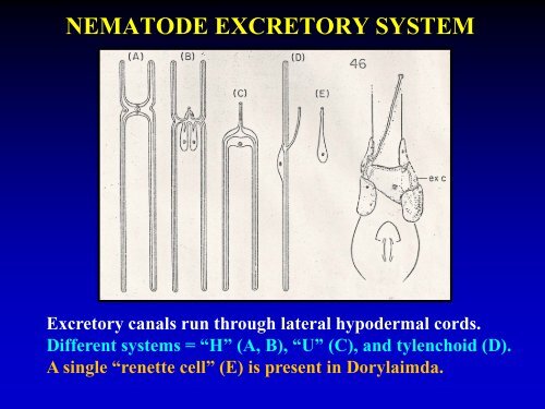 NEMATODE EXCRETORY SYSTEM