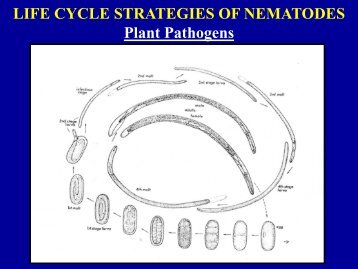 Life cycle strategies of plant-parasitic nematodes