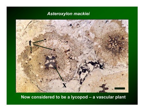 Origin of Land Plants (Embryophytes)