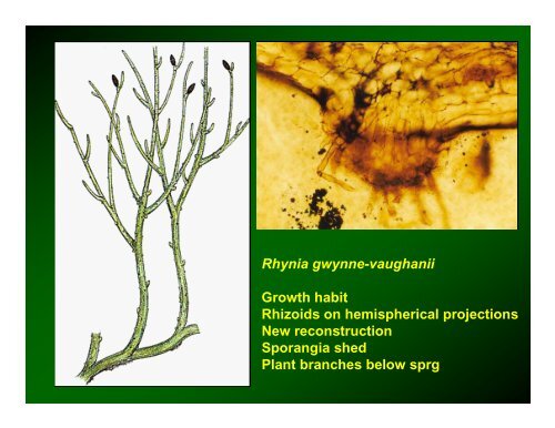 Origin of Land Plants (Embryophytes)