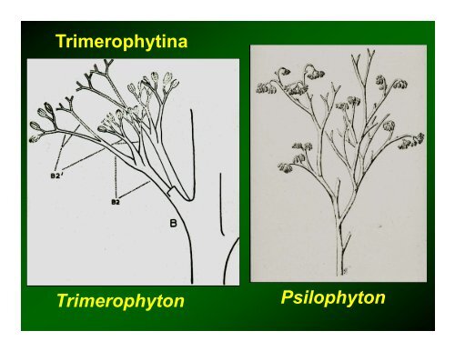 Origin of Land Plants (Embryophytes)