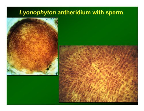 Origin of Land Plants (Embryophytes)