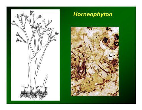 Origin of Land Plants (Embryophytes)