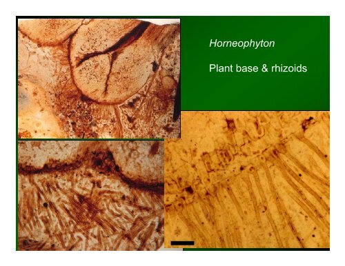 Origin of Land Plants (Embryophytes)