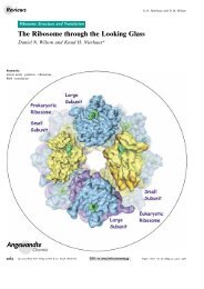 The Ribosome through the Looking Glass - ResearchGate