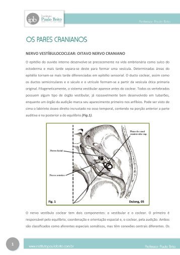 oitavo nervo craniano - Institutopaulobrito.com.br