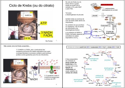 Ciclo de Krebs (ou do citrato)