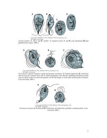 Giardia lamblia. A: "Face" and B: "profile" of vegetative forms; C and ...