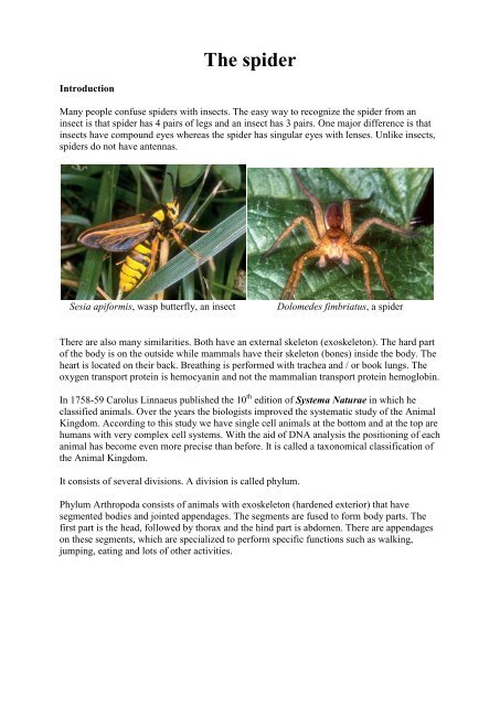 The spider.pdf - Spiders from Europe, Australia and some immunology