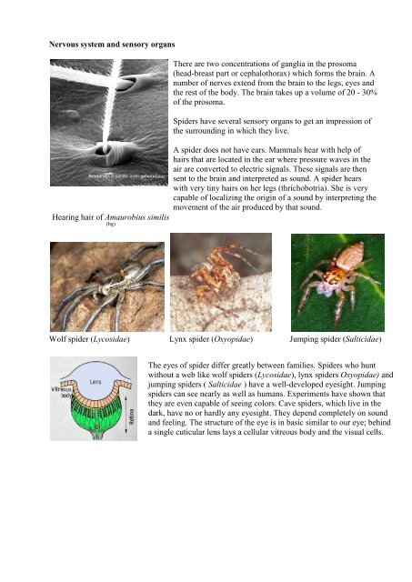 The spider.pdf - Spiders from Europe, Australia and some immunology