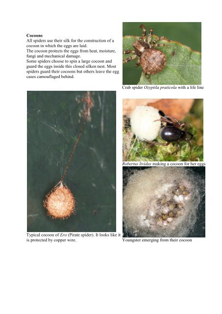The spider.pdf - Spiders from Europe, Australia and some immunology
