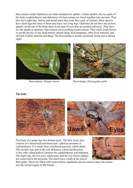 The spider.pdf - Spiders from Europe, Australia and some immunology