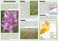 Ãœbersehenes Knabenkraut - Arbeitskreis Heimische Orchideen ...