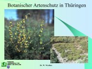 Artenhilfsprogramme für Pflanzenarten in Thüringen
