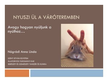 Dr.NÃ³grÃ¡di Anna Nyuszi Ã¼l a vÃ¡rÃ³teremben - MSD Animal Health