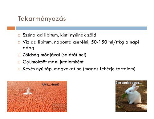 Dr.NÃ³grÃ¡di Anna Nyuszi Ã¼l a vÃ¡rÃ³teremben - MSD Animal Health