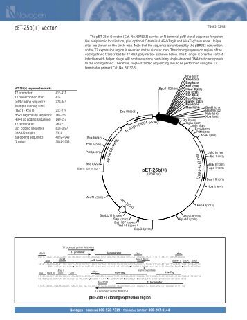 pET-25b(+) Vector - Gene Synthesis