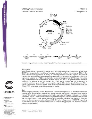 Vector Information - Gene Synthesis