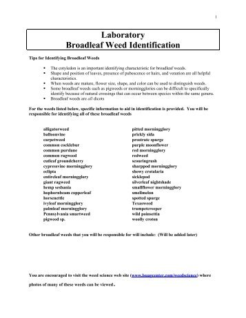 Laboratory Broadleaf Weed Identification - The LSU AgCenter