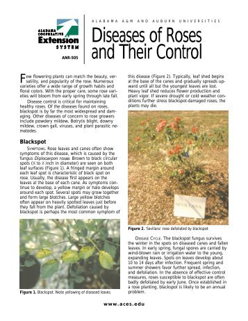 Diseases of Roses and Their Control