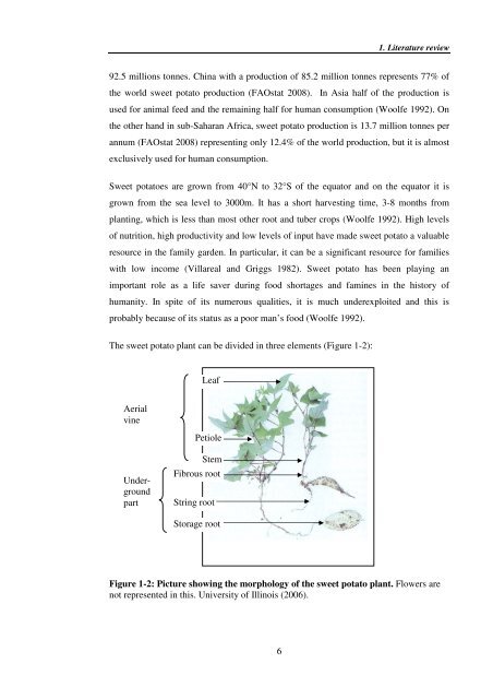 Investigating carotenoid loss after drying and storage of