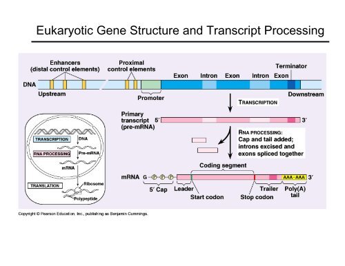 Introduction to Genome Annotation - CPGR