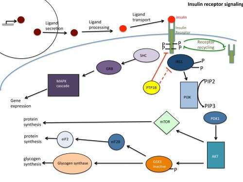 Insulin receptor signaling