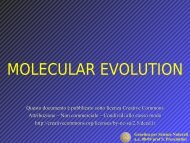 MOLECULAR EVOLUTION