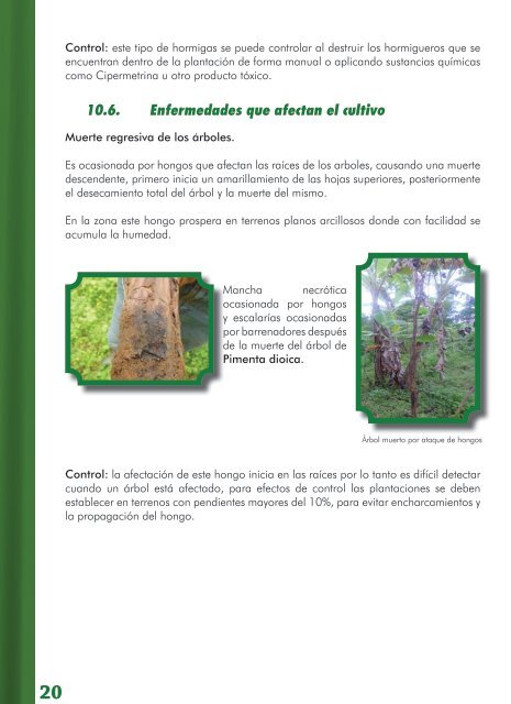 Manual tÃ©cnico para productores - Cultivo de la ... - MASRENACE