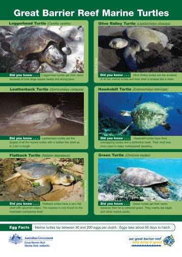 Turtle ID Sheet.qxd - Great Barrier Reef Marine Park Authority