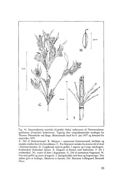 Volume 5,4 (1981) - Dansk Dendrologisk Forening