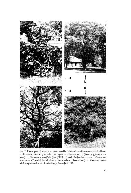 Volume 5,4 (1981) - Dansk Dendrologisk Forening