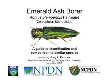 EAB ID Guide - Emerald Ash Borer