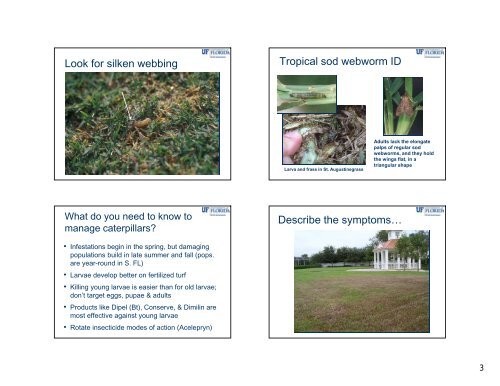Important Insect Pests in Warm Season Turfgrasses Turfgrass Pest ...