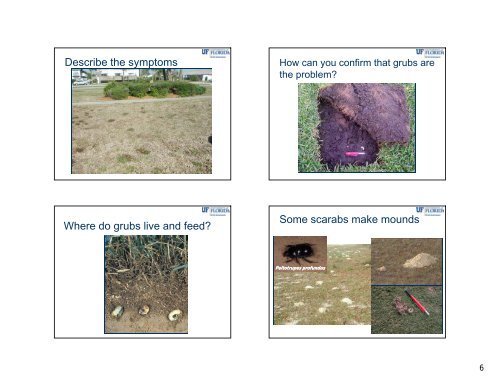 Important Insect Pests in Warm Season Turfgrasses Turfgrass Pest ...