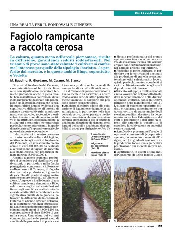 Fagiolo rampicante a raccolta cerosa - InfoKeeper