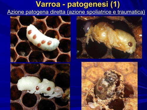 la varroa - (IZS) delle Regioni Lazio e Toscana