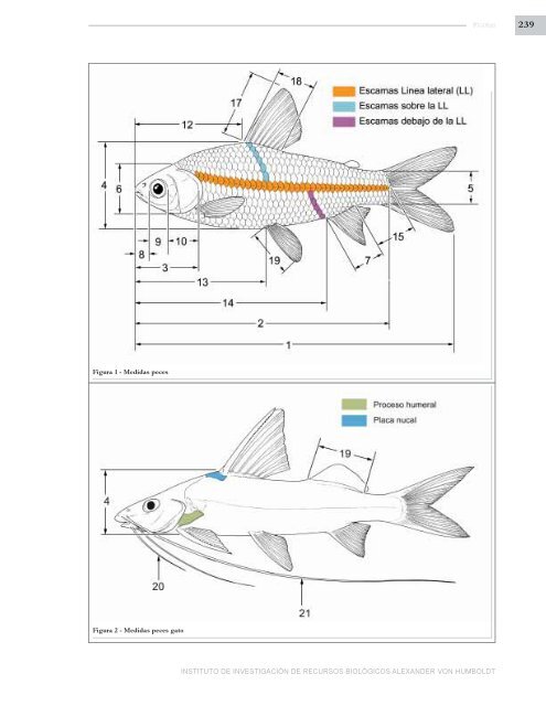 PECES DE LOS ANDES DE COLOMBIA - Instituto de InvestigaciÃ³n ...