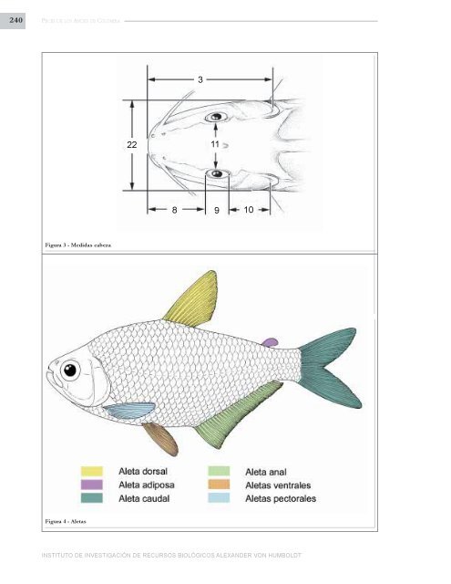 PECES DE LOS ANDES DE COLOMBIA - Instituto de InvestigaciÃ³n ...