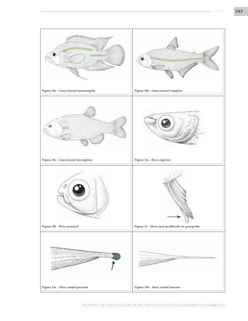 PECES DE LOS ANDES DE COLOMBIA - Instituto de InvestigaciÃ³n ...