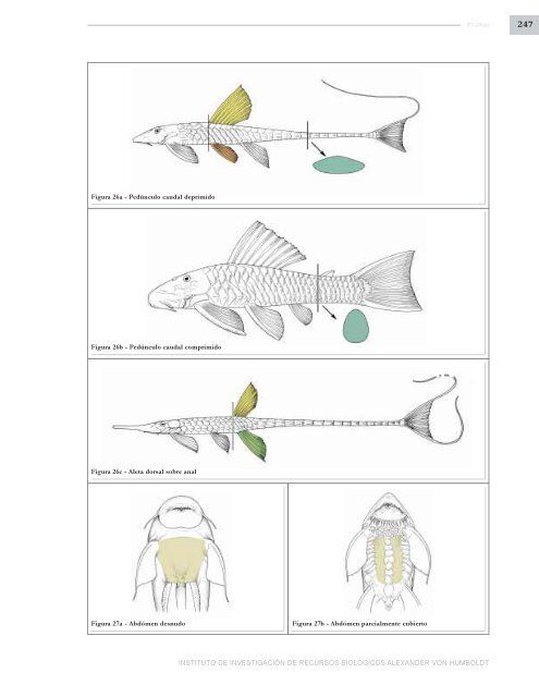 PECES DE LOS ANDES DE COLOMBIA - Instituto de InvestigaciÃ³n ...