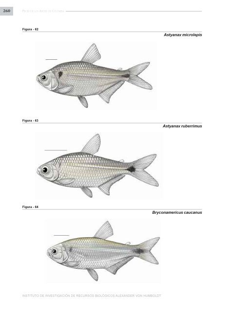 PECES DE LOS ANDES DE COLOMBIA - Instituto de InvestigaciÃ³n ...