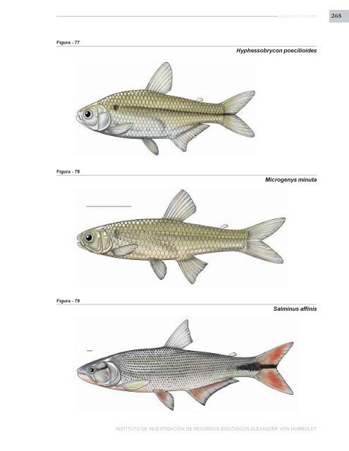 PECES DE LOS ANDES DE COLOMBIA - Instituto de InvestigaciÃ³n ...