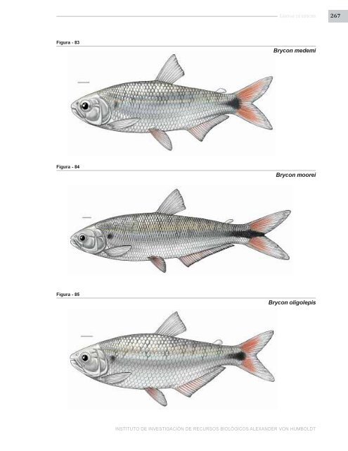 PECES DE LOS ANDES DE COLOMBIA - Instituto de InvestigaciÃ³n ...