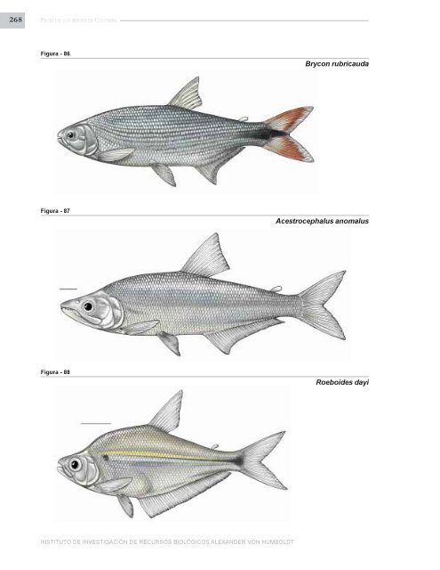 PECES DE LOS ANDES DE COLOMBIA - Instituto de InvestigaciÃ³n ...