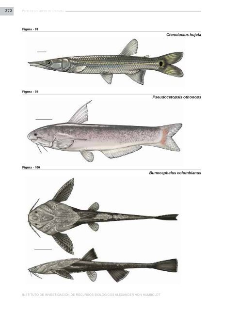 PECES DE LOS ANDES DE COLOMBIA - Instituto de InvestigaciÃ³n ...