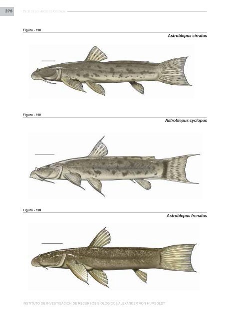 PECES DE LOS ANDES DE COLOMBIA - Instituto de InvestigaciÃ³n ...