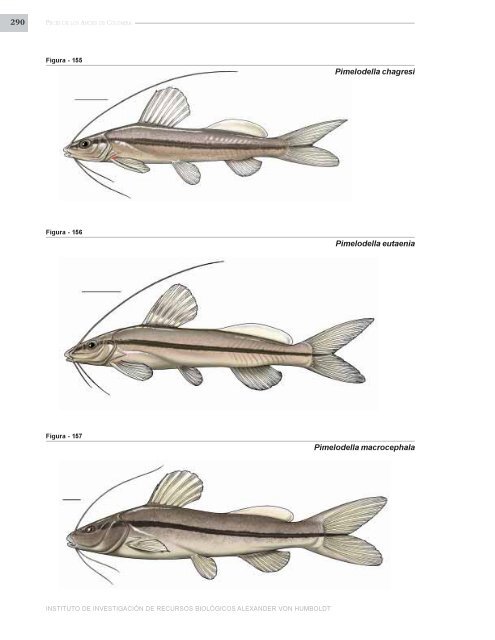 PECES DE LOS ANDES DE COLOMBIA - Instituto de InvestigaciÃ³n ...